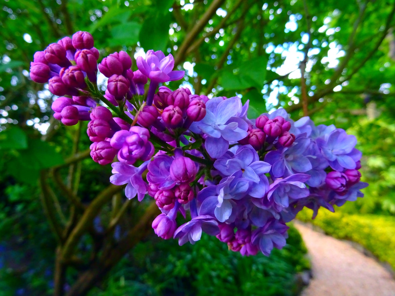Como plantar e cuidar violeta persa