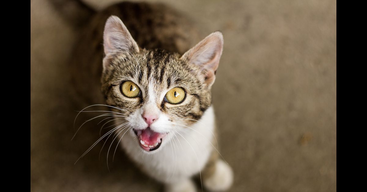 conversa de gato