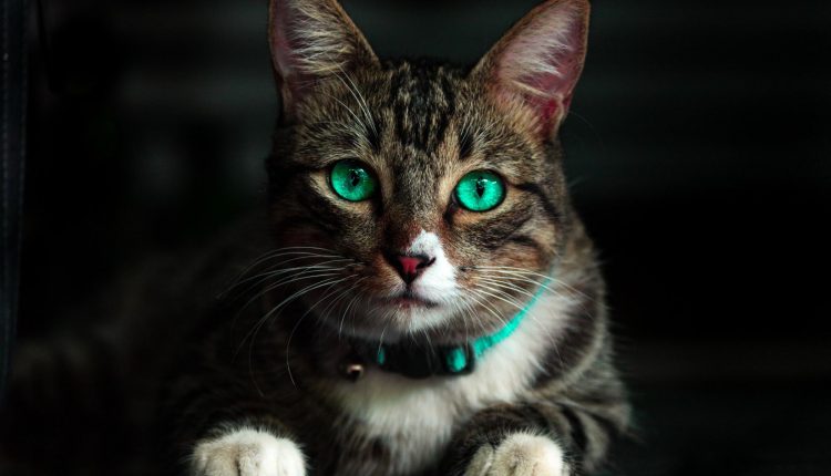 Entenda o significado das cores dos gatos: saiba o que elas dizem sobre os pets