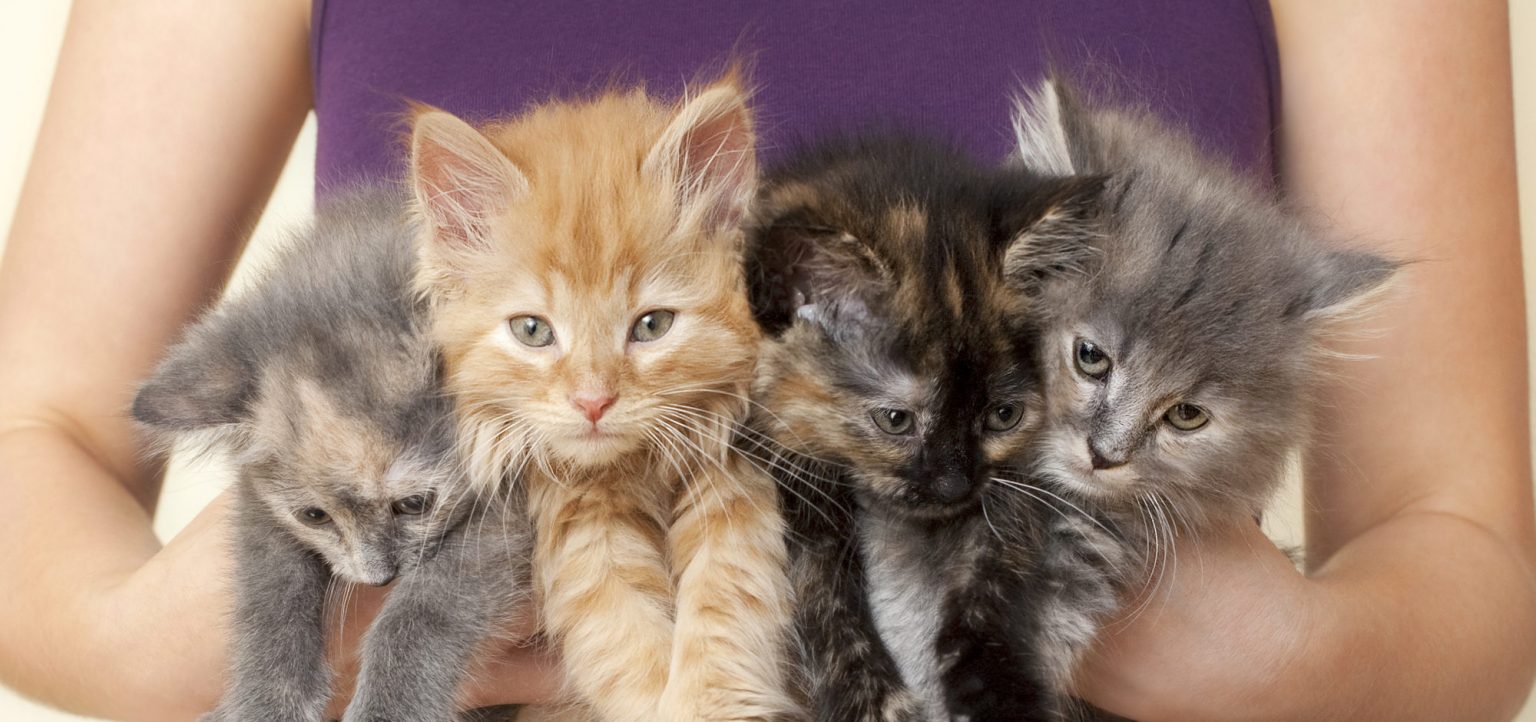 Qual O Significado Das Cores Dos Gatos
