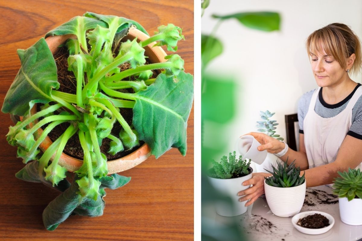como cuidar de plantas murchando