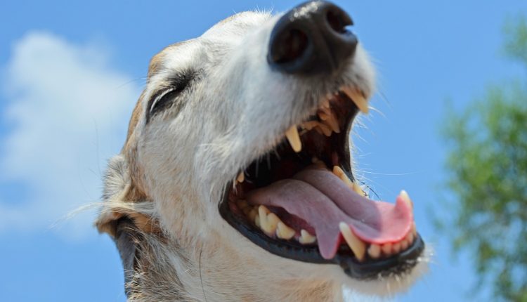 Como escovar os dentes dos cachorros: 5 dicas de cuidados