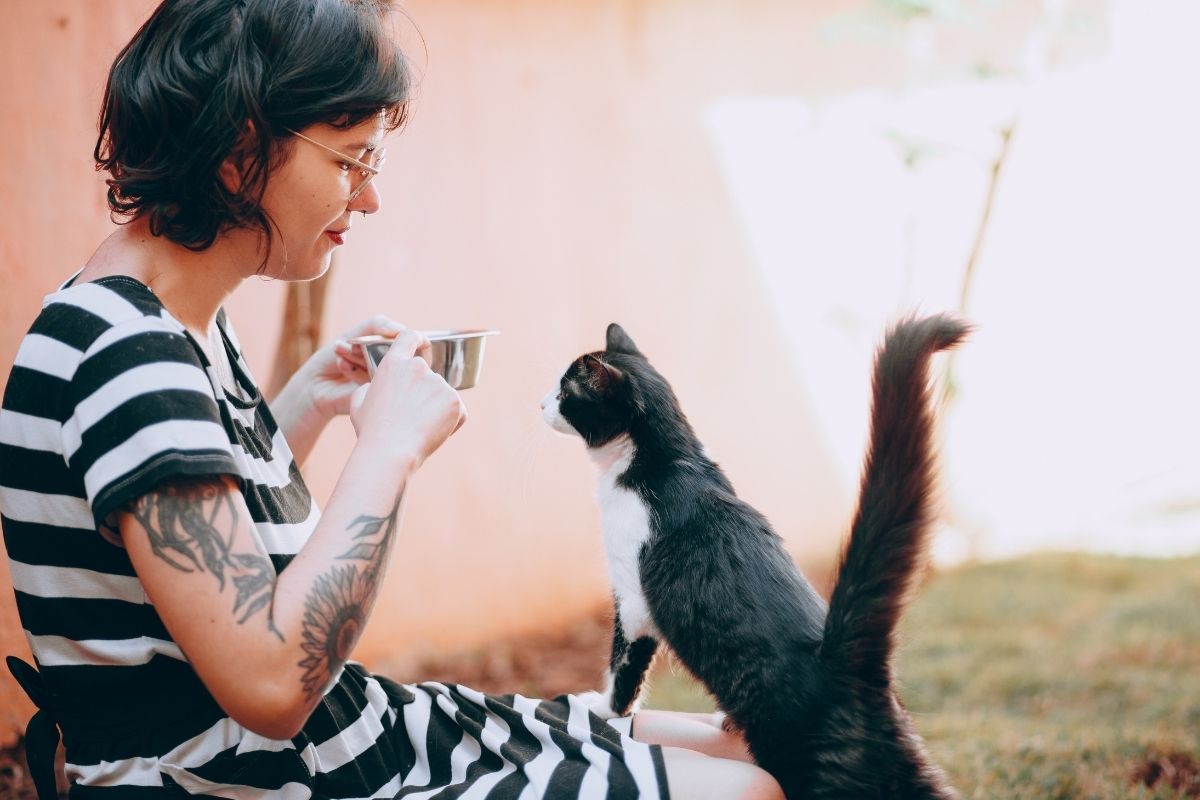 gato não come