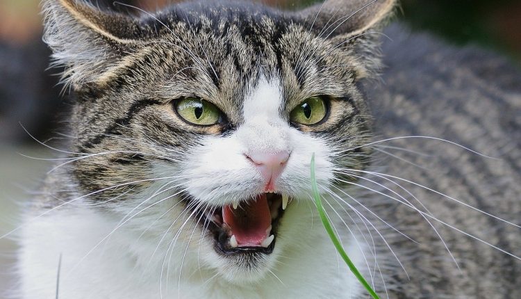 5 dicas preciosas para amenizar comportamento do gato brigão; confira agora mesmo