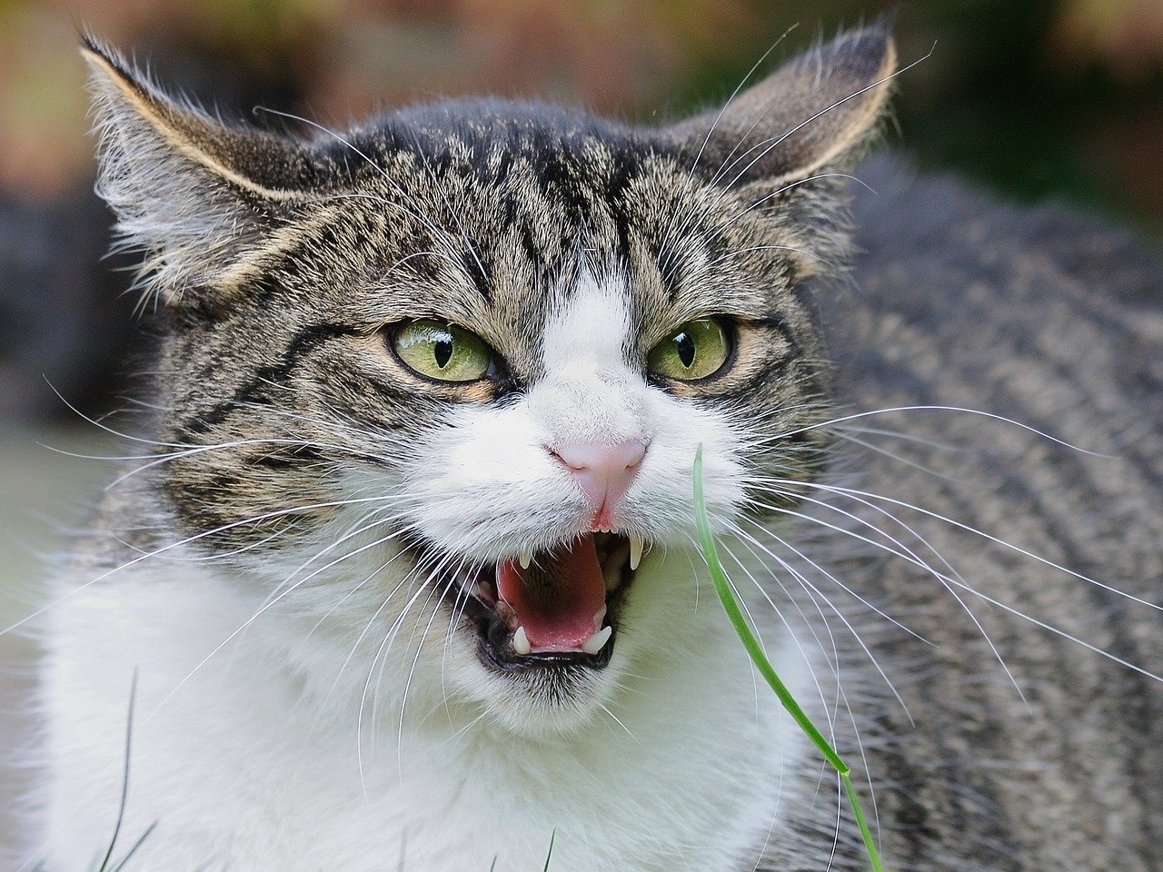 5 dicas preciosas para amenizar comportamento do gato brigão; confira agora mesmo