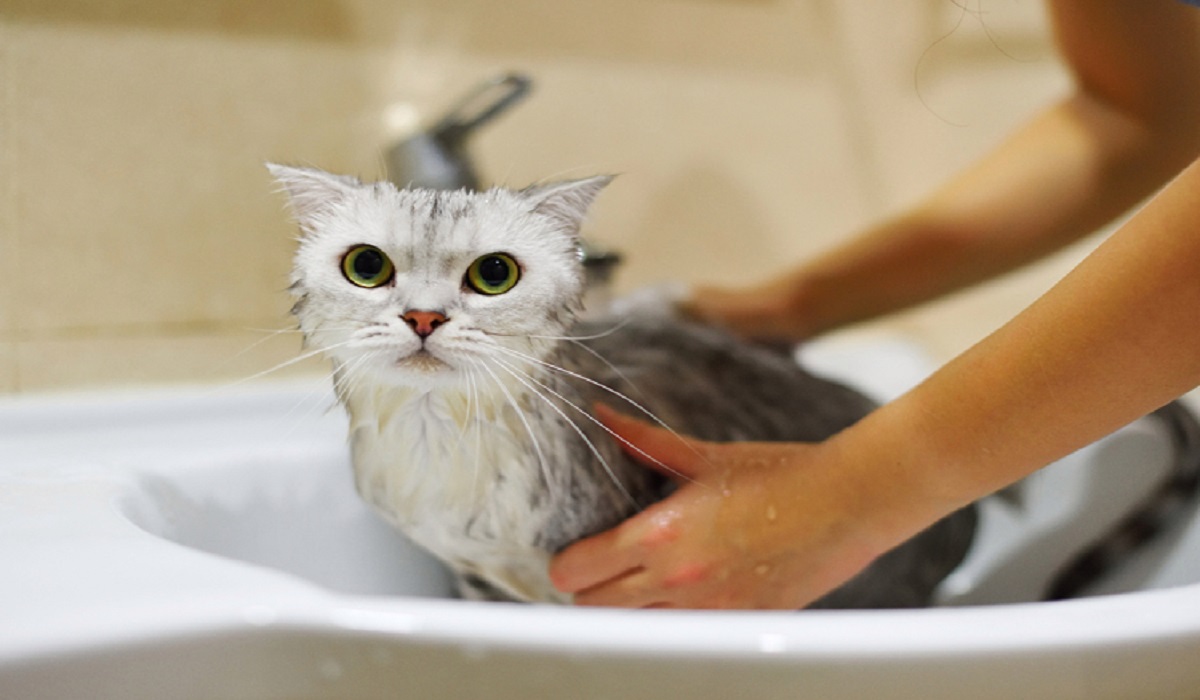 Higiene gatos domésticos – Dicas de banho caseiro para banho de gatos domésticos Foto: Freepik