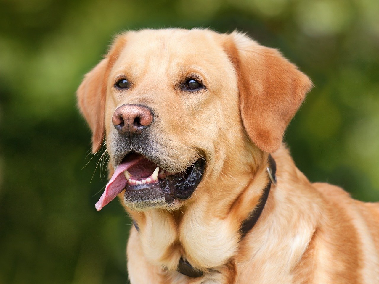cachorro lambe patas