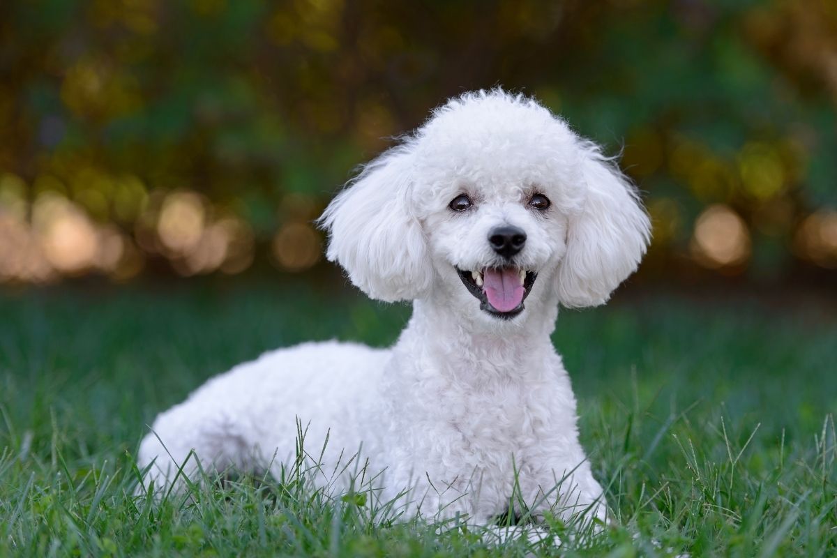 cachorro poodle