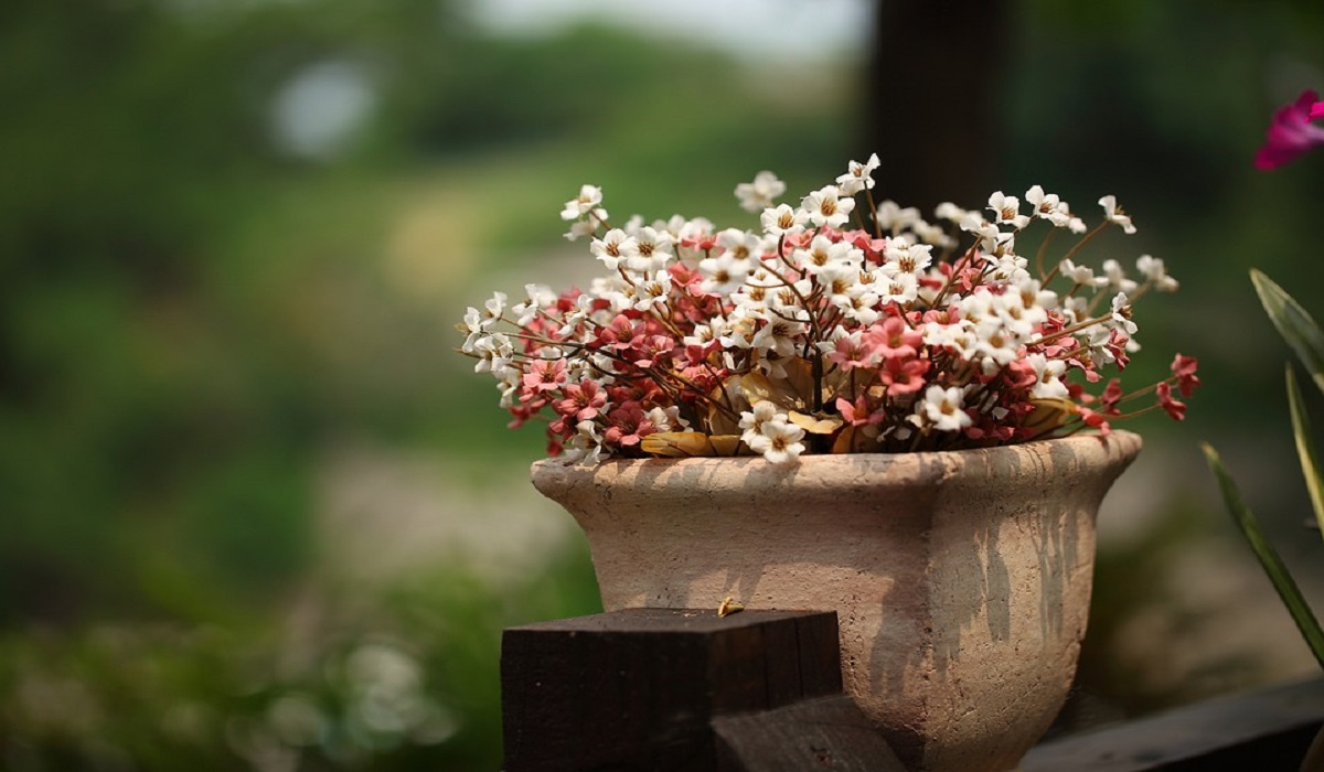 Como eliminar pragas de plantas em vasos com cebola e alho (receitas caseiras e naturais) Foto: Pixabay