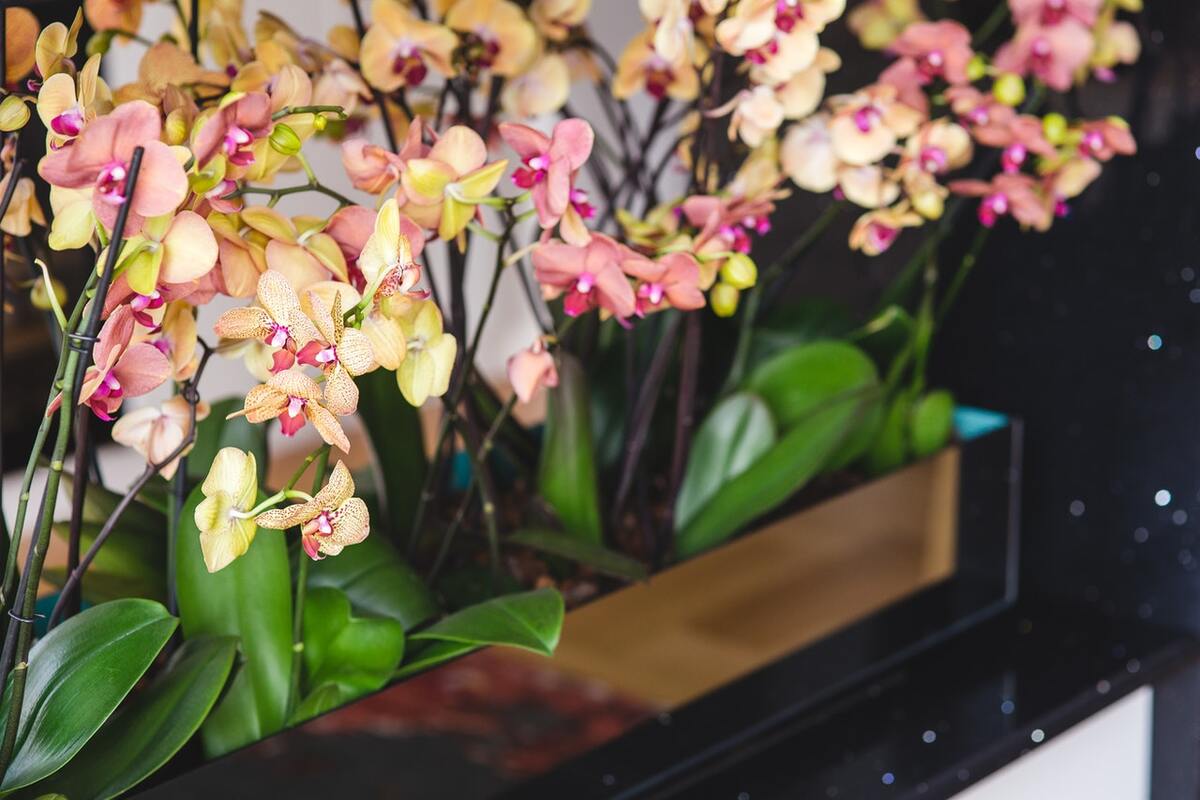 Como cuidar de mini orquídeas - Reprodução: pexels