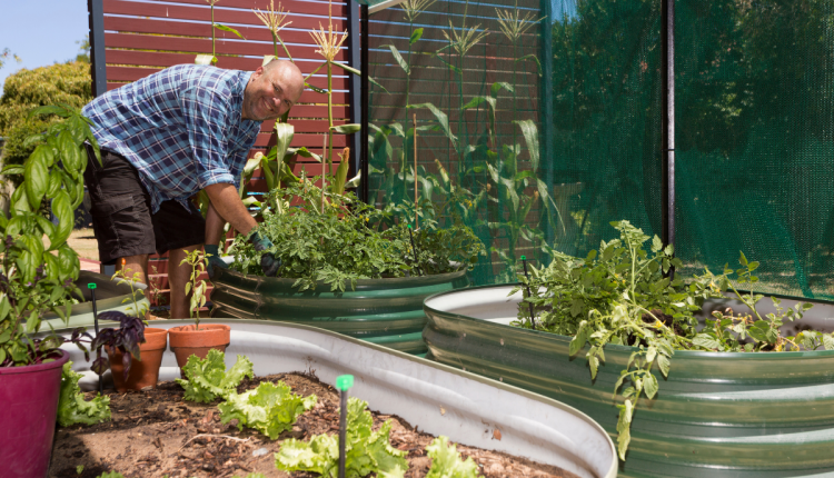 Como fazer mini horta em casa: tenha verduras o ano inteiro com horta em casa