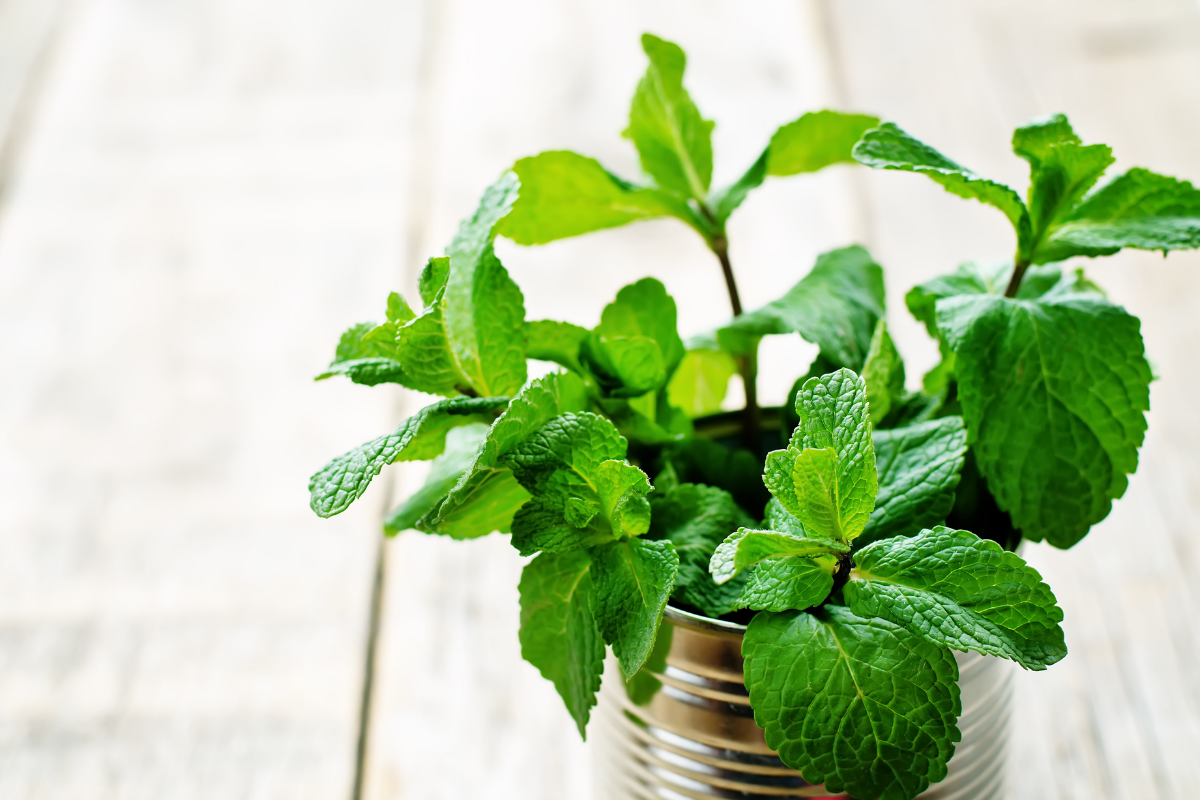 Como cultivar hortelã: siga estas dicas simples e eficientes