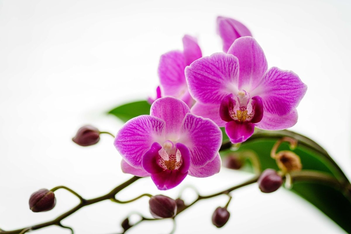 Orquídea Borboleta: confira a passo a passo que preparamos para você - Reprodução: Canva