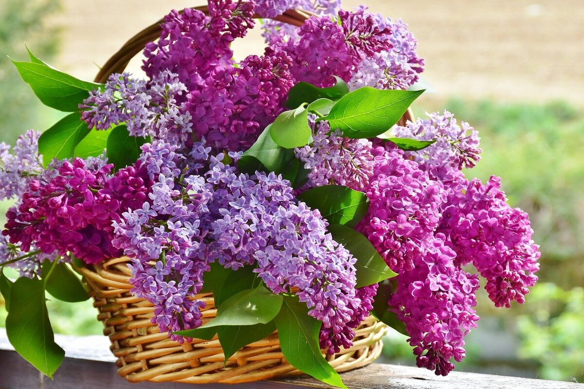 Quer perfumar o ambiente da sua casa? Confira uma lista de plantas perfumadas para cultivo interno