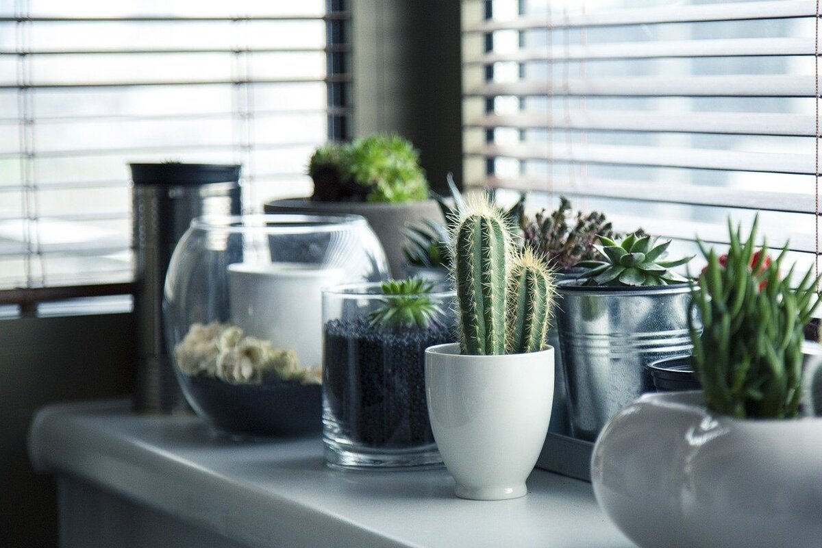 5 espécies de plantas para decorar apartamento: pequenas mas que embelezam muito