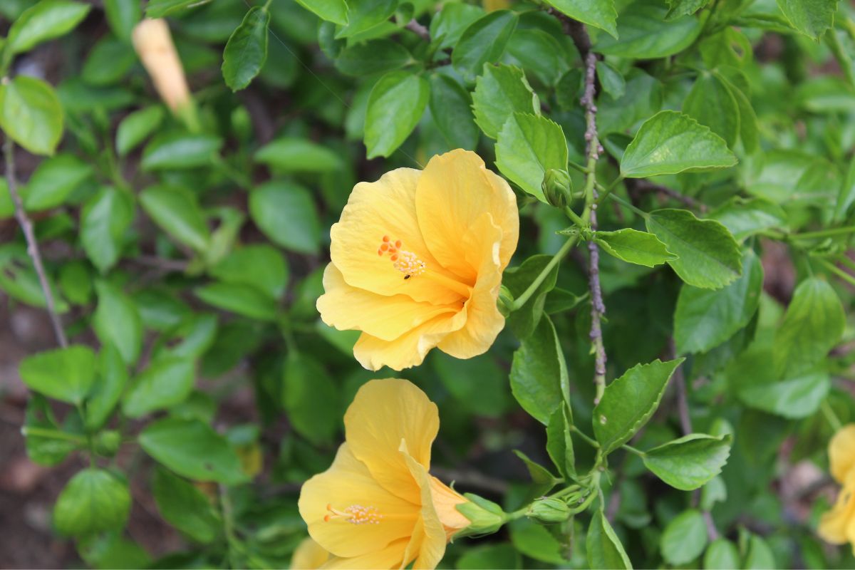 Passo a passo para plantar flor de hibisco no seu jardim: não erre no cultivo! / Reprodução Canva
