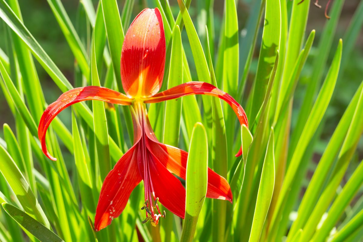 Flor de Lis: conheça a beleza e as curiosidades sobre essa pequena flor -  Folha GO