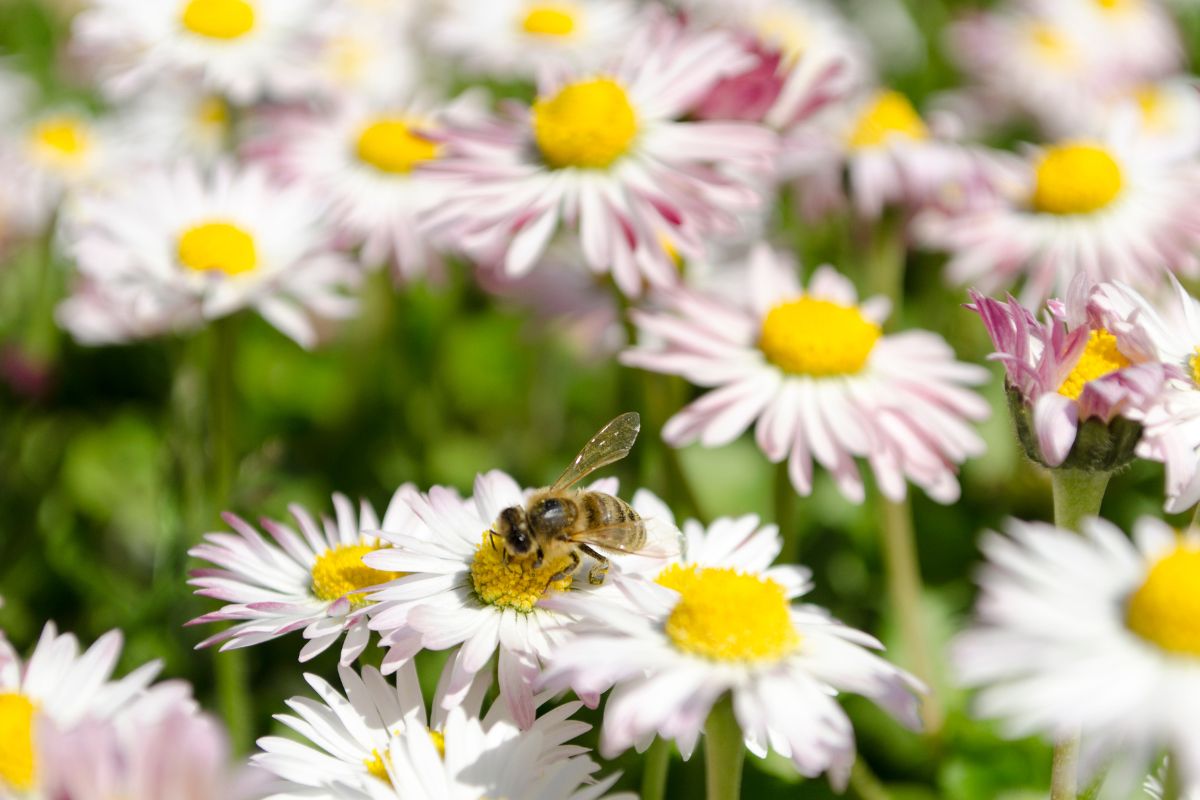 5 flores que as abelhas amam: veja as melhores opções para cultivar - Folha  GO