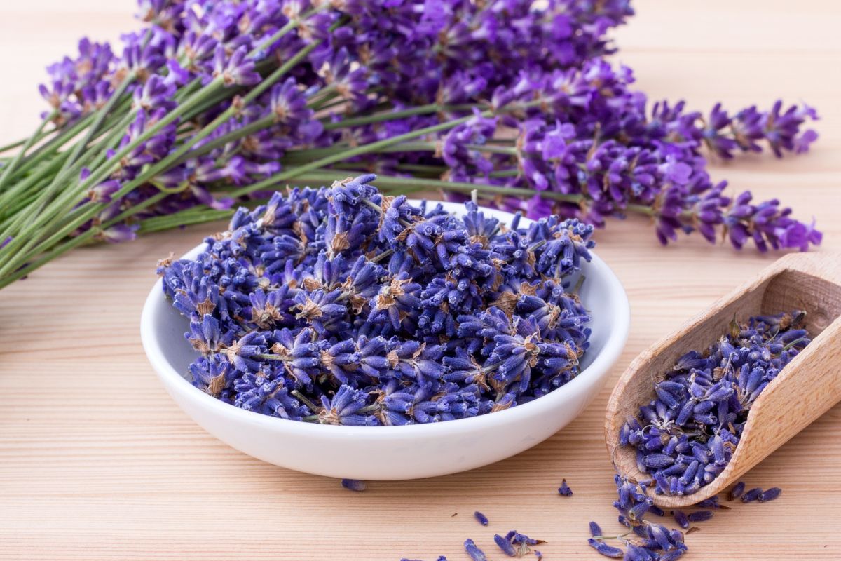 Adubo para lavanda: descubra qual o melhor e como utilizar essa planta na decoração - Fonte: Canva