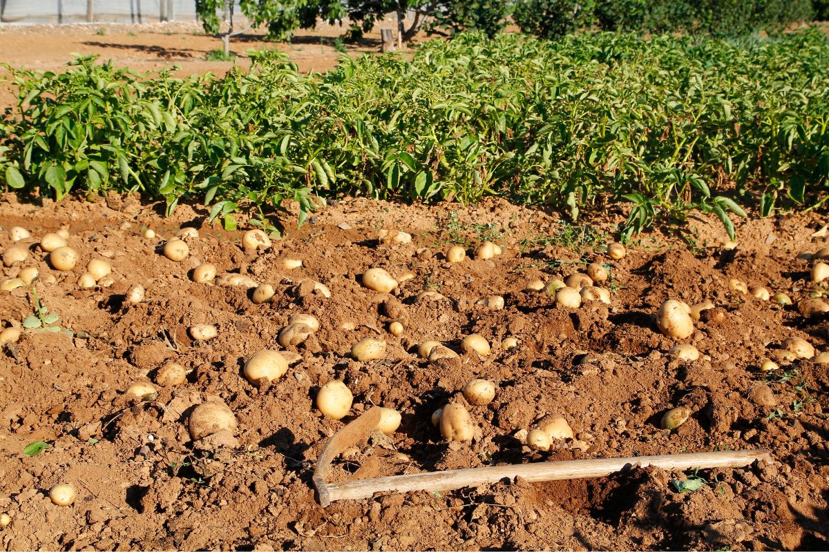 Confira O Passo A Passo De Como Plantar Batata Inglesa E Descubra A
