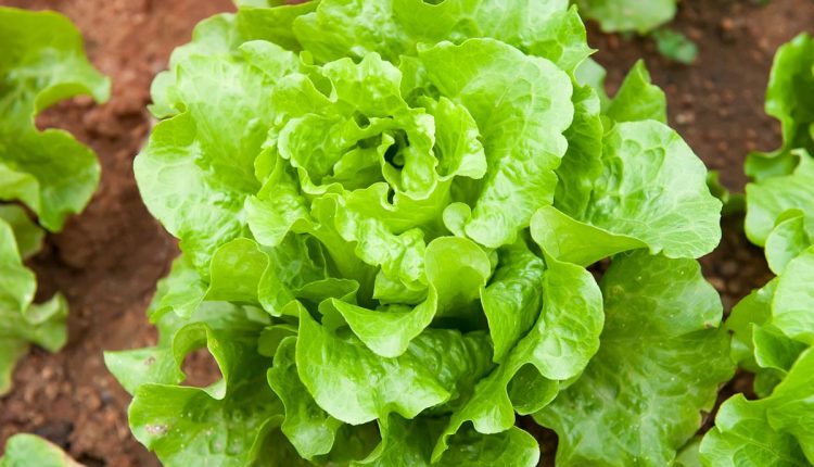 Tenha alface orgânica à sua mesa: aprenda a plantar em casa e desfrute de saladas nutritivas
