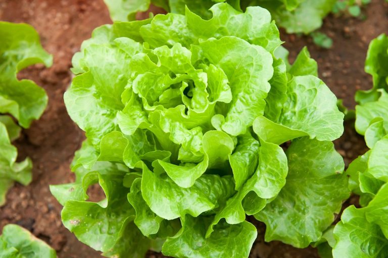 Tenha alface orgânica à sua mesa: aprenda a plantar em casa e desfrute de saladas nutritivas