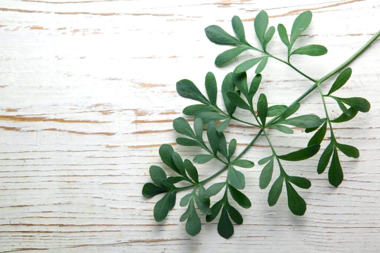 Descubra o poder oculto da arruda: traga essa planta mágica para dentro de casa