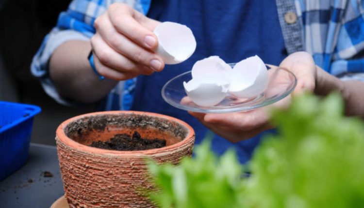 Da cozinha ao jardim: Descubra os benefícios surpreendentes da casca de ovo para suas plantas