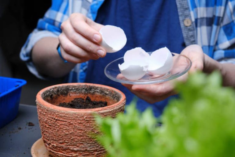 Da cozinha ao jardim: Descubra os benefícios surpreendentes da casca de ovo para suas plantas