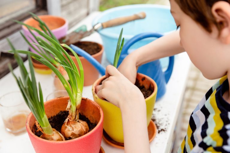 Colha sabor e nutrição: descubra como plantar cebolas e aproveitar seus benefícios