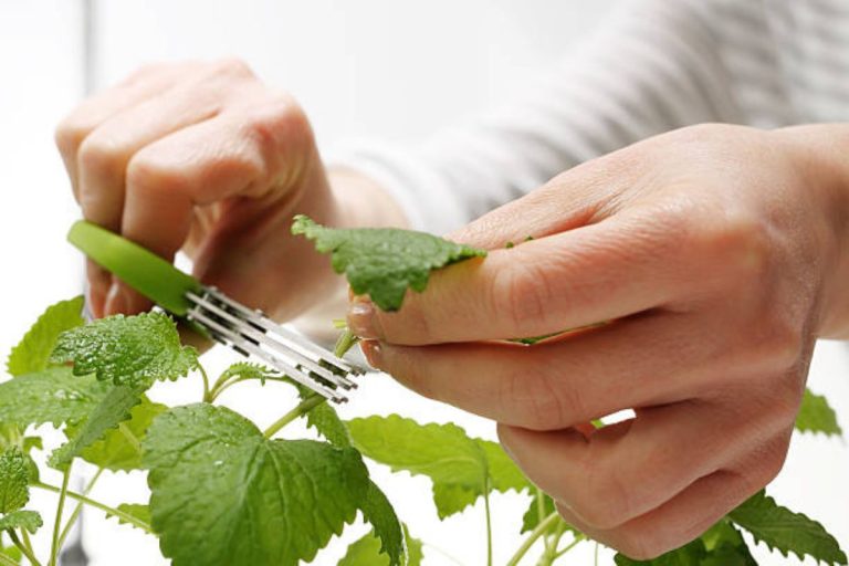 Cultivar cidreira nunca foi tão fácil: saiba como ter sua própria plantação e desfrutar de um chá poderoso