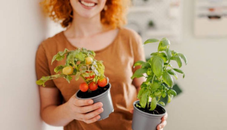 Transforme sua varanda em uma horta: aprenda a plantar tomate-cereja em recipientes em casa!