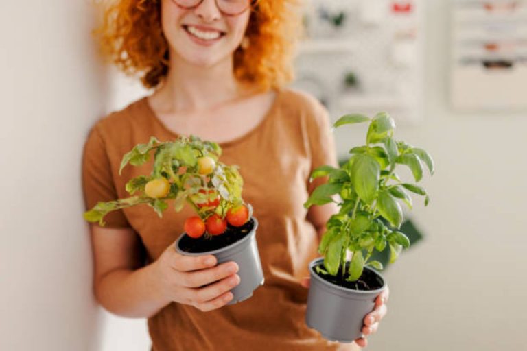 Transforme sua varanda em uma horta: aprenda a plantar tomate-cereja em recipientes em casa!