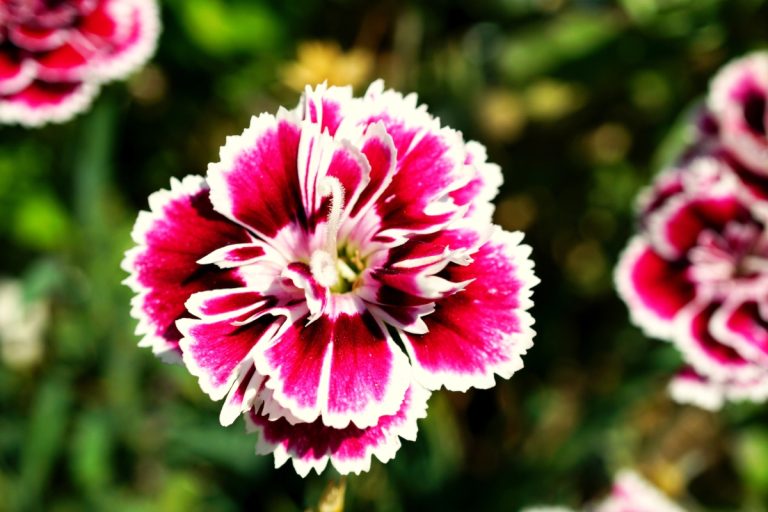 Descubra os segredos da reprodução dos cravos: como se multiplicam?