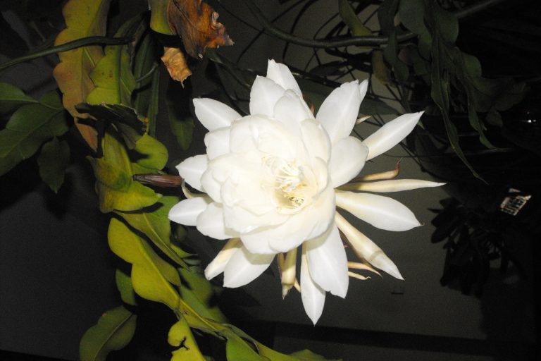 Desvende os segredos da Dama da Noite: dicas infalíveis para cuidar dessa planta