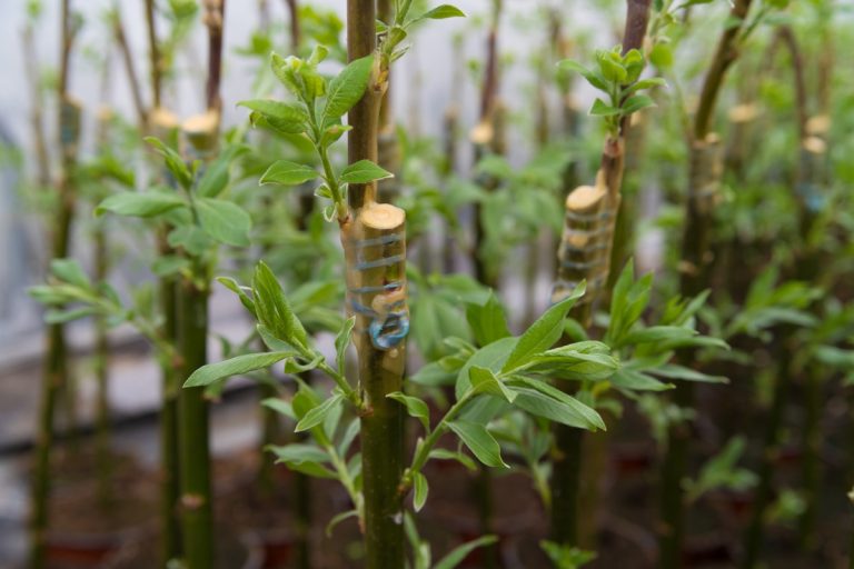 Desvendando os segredos da arte de enxertar rosas: domine essa técnica fascinante