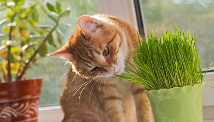 Segredos revelados: como cultivar e desfrutar da erva-dos-gatos em casa