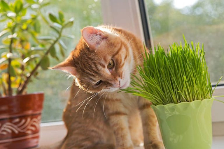 Segredos revelados: como cultivar e desfrutar da erva-dos-gatos em casa