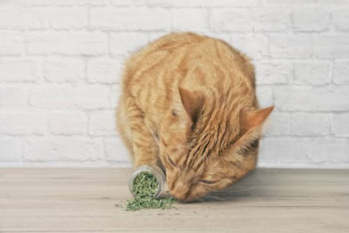 Segredos revelados: como cultivar e desfrutar da erva-dos-gatos em casa