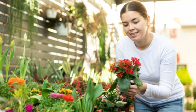 Transforme a sua casa em um ambiente próspero com a flor da fortuna: saiba mais sobre o seu simbolismo e cultivo