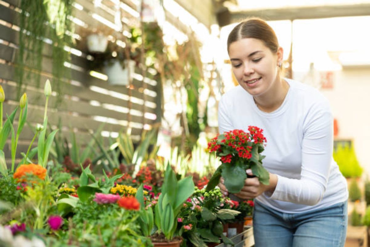 Transforme a sua casa em um ambiente próspero com a flor da fortuna: saiba mais sobre o seu simbolismo e cultivo