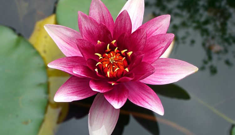 Traga a magia oriental para seu lar: saiba como plantar e cuidar da flor de lótus