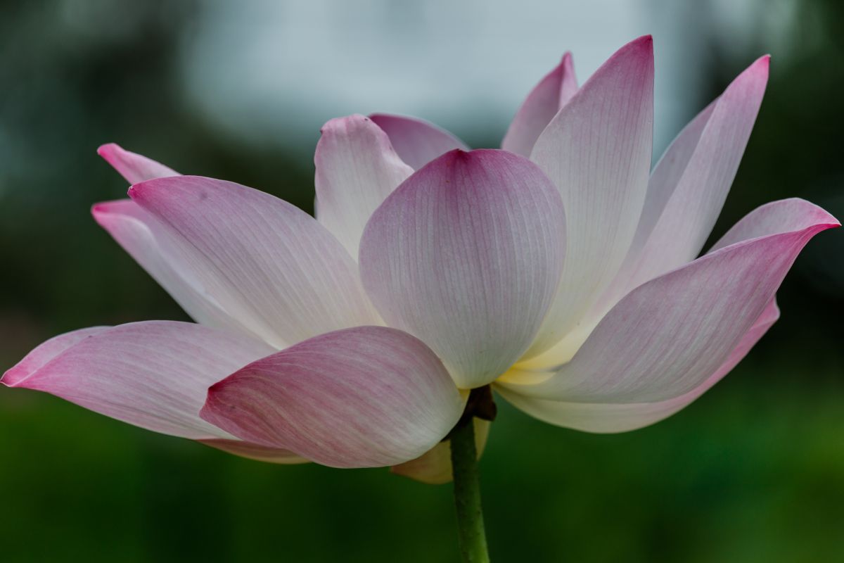 Traga a magia oriental para seu lar: saiba como plantar e cuidar da flor de lótus 