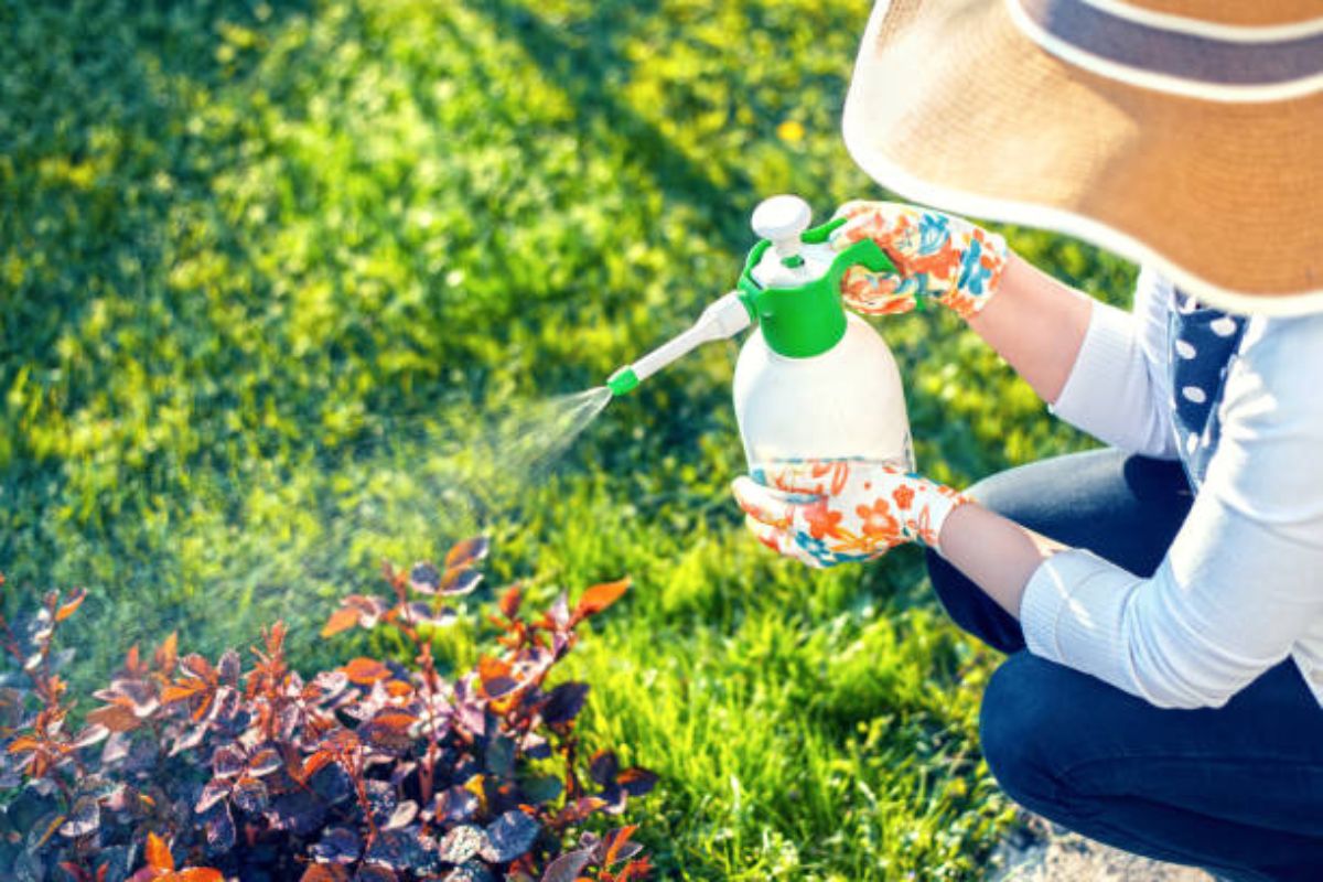 Controle natural de pragas: Aprenda a fazer um herbicida orgânico e garanta a saúde de suas plantas