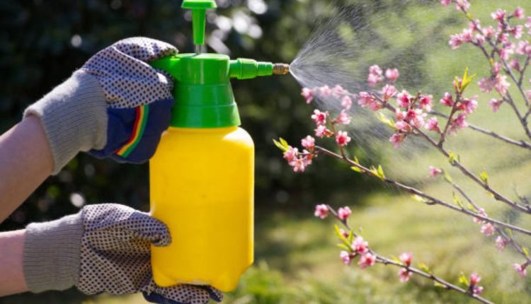 Controle natural de pragas: Aprenda a fazer um herbicida orgânico e garanta a saúde de suas plantas
