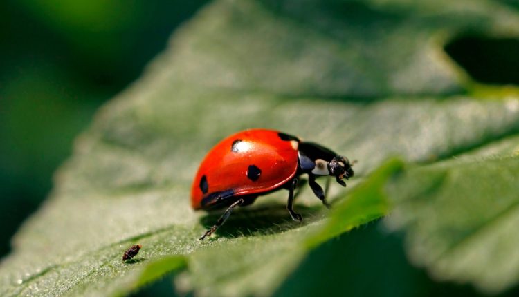 Segredos da biodiversidade: descubra os insetos benéficos que podem transformar seu jardim em um paraíso verde