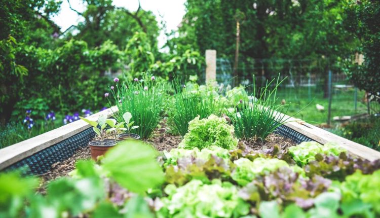 Um jardim para tocar, cheirar, ouvir e sentir: conheça o Jardim Sensorial