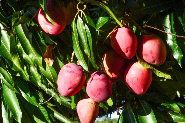 Nunca mais compre manga no mercado! Saiba como plantar manga em vaso e desfrutar de um chá extremamente benéfico para a saúde