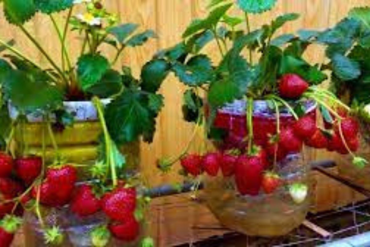 Jardinagem sustentável: plante morangos na garrafa pet e tenha uma horta em casa