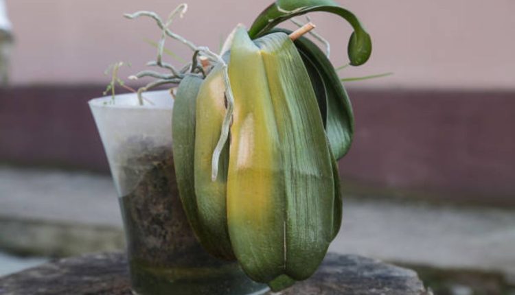 Aprenda a reviver sua orquídea: transforme uma planta moribunda em uma beleza florescente